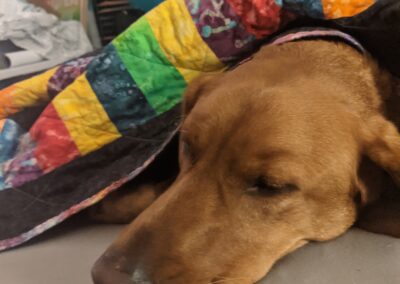 Bailey Snuggling with the First Ever Quilt Emily made!